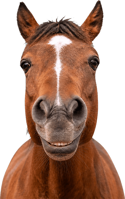 pferd1
